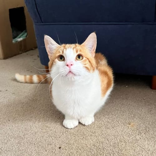 Arlo 🐈