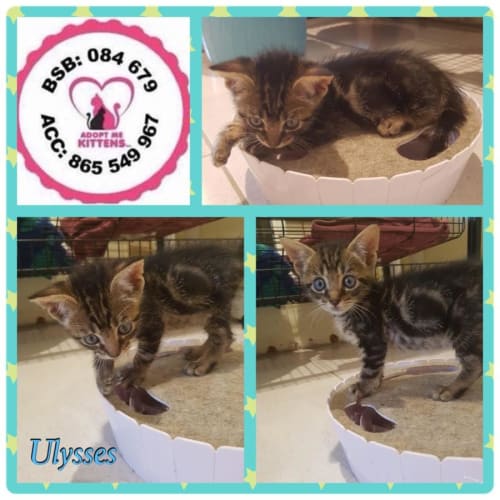 Ulysses