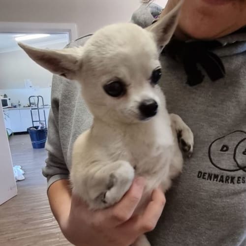 Pip