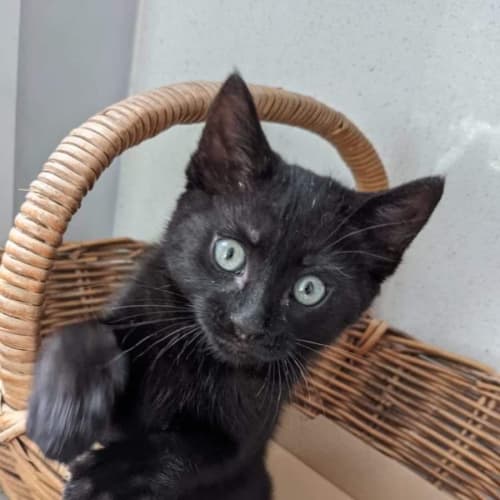 Artie - Located in Reservoir