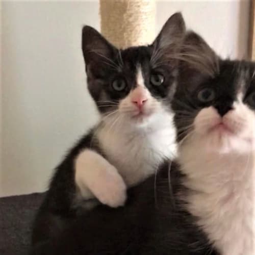 Mischief & Mayhem ^^Dandy Cat Rescue^^