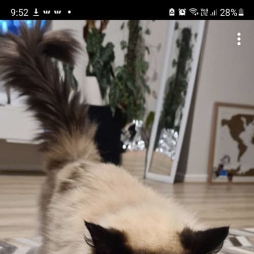 Poco ** 2nd Chance Cat Rescue**