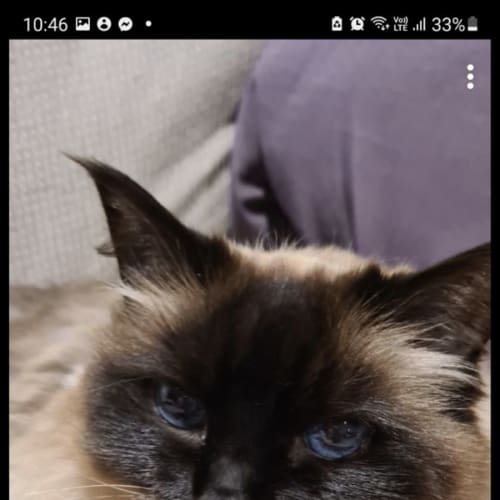 Rosie ** 2nd Chance Cat Rescue**