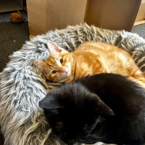 Kimchi and Nori