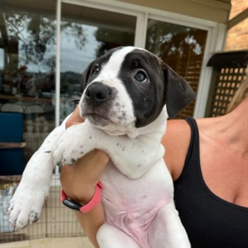 Rocco 