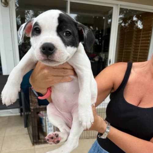 Nova