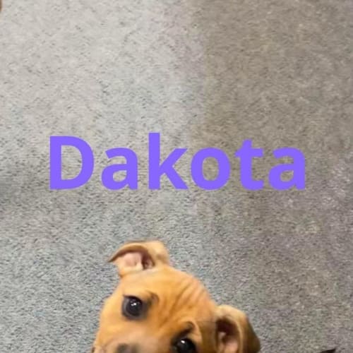 Dakota 