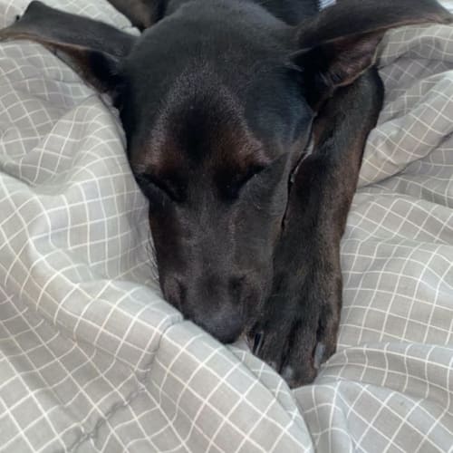 Maisy