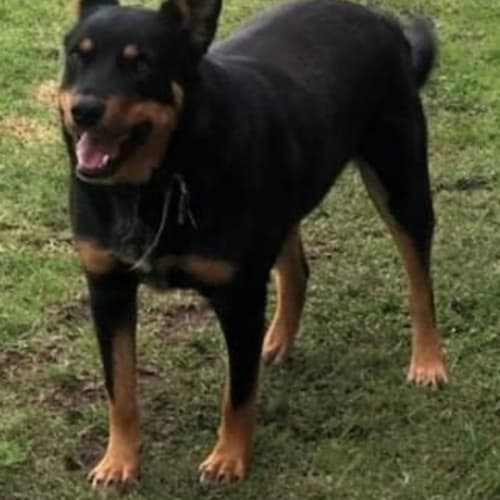 Max