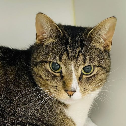 Bindi - Meet me at Nellys Ark