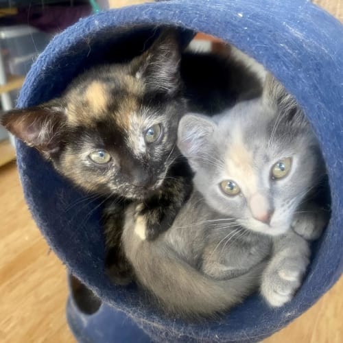 Daisy & Sunny Flower