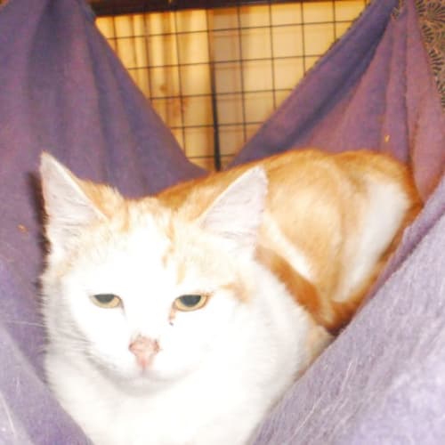 Alani ** 2nd Chance Cat Rescue**