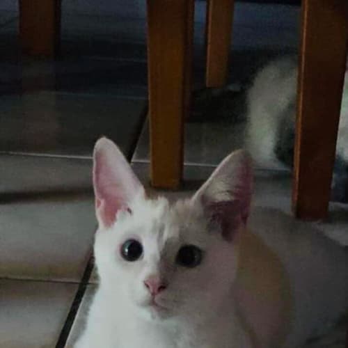 Caspian