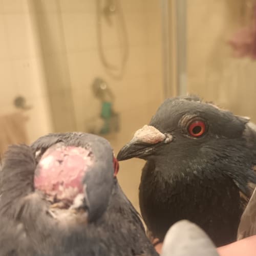 Reformed Stay-at-home Dad