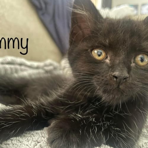 Sammy