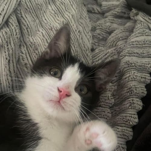Minnie