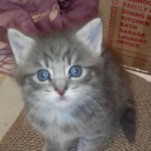 Billie - Located in Pascoe Vale