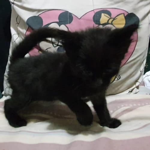 Max 