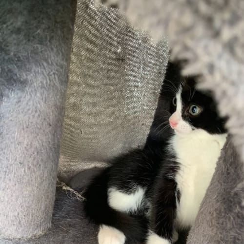 Ruby, Rosie & Dexter