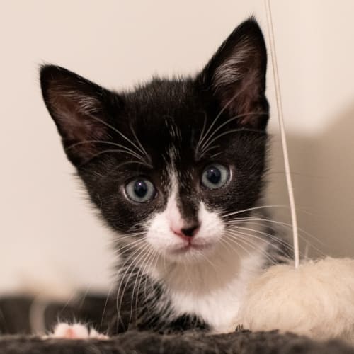 Sooty