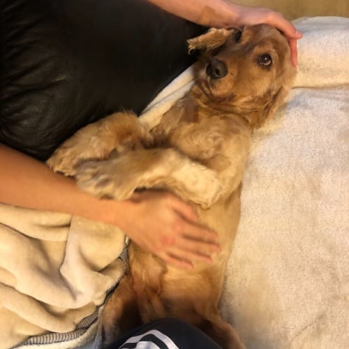 Simba