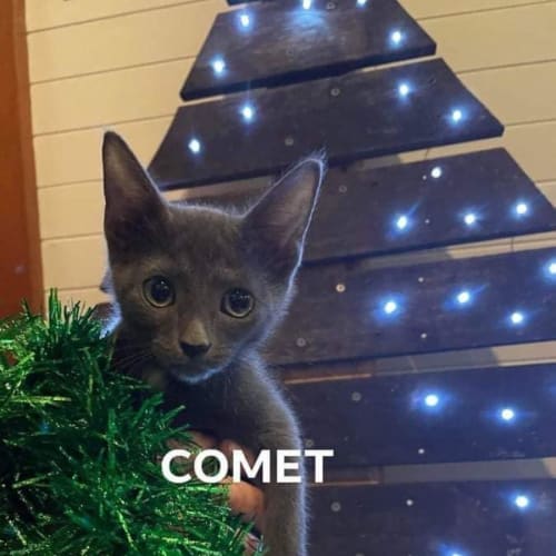 Comet