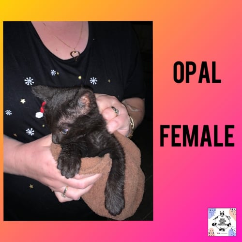 Opal
