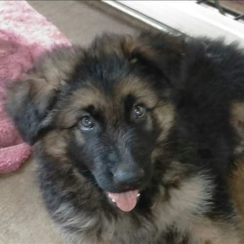 Eramus (adoption pending)