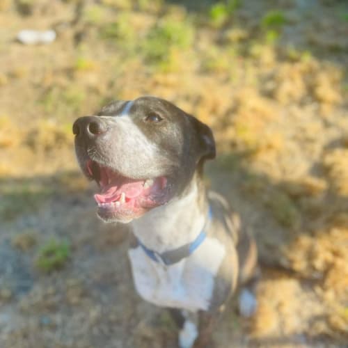 Diesel