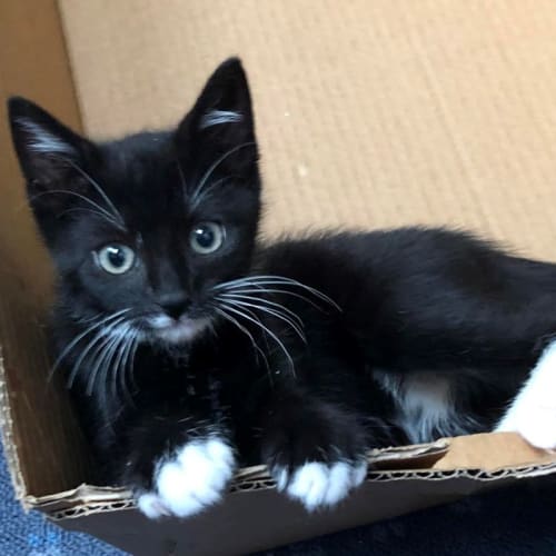 Hugo- the purrfect package