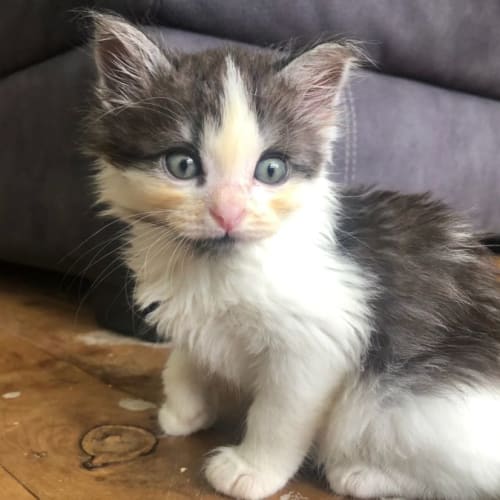 Nelson - 8 week old (on trial 18/12/21)