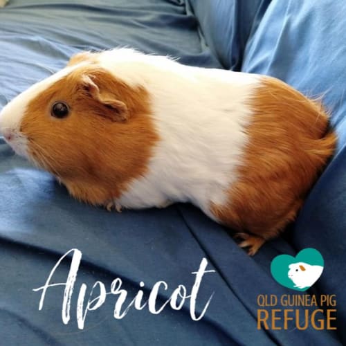 Apricot 