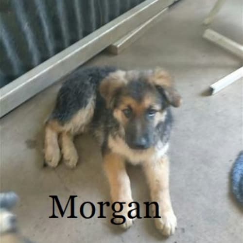 Morgan (adoption pending)