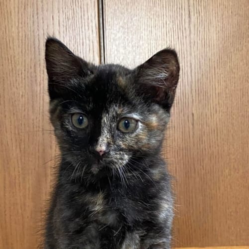 Trixie - Located in kew