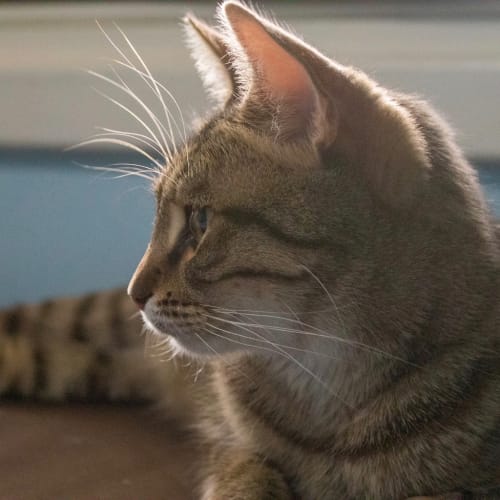 Tabitha