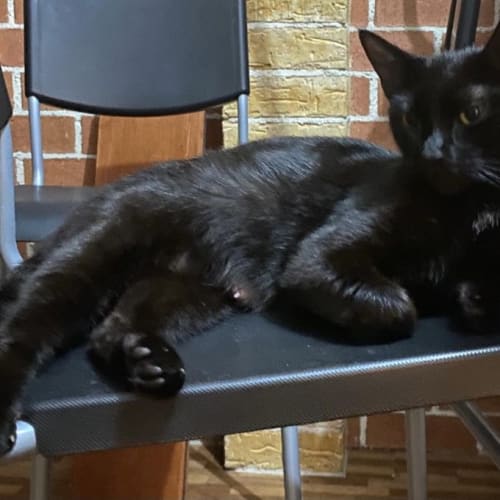 Morticia 