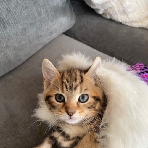 Rolo