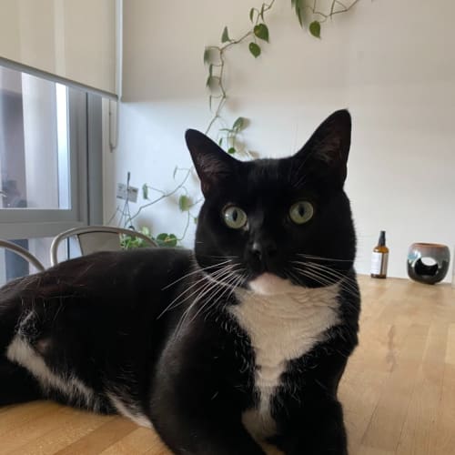 Frankie "The Boss" Tuxedo