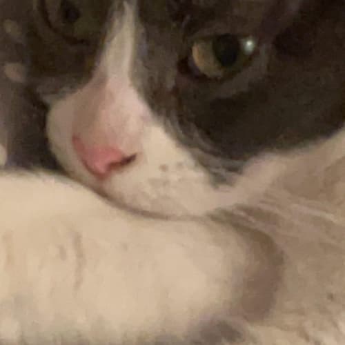 Katniss