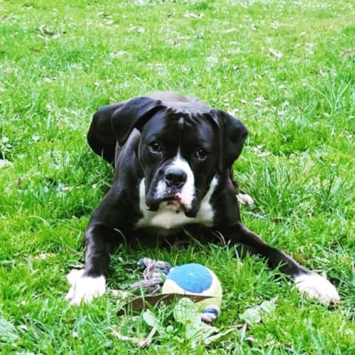 Tux