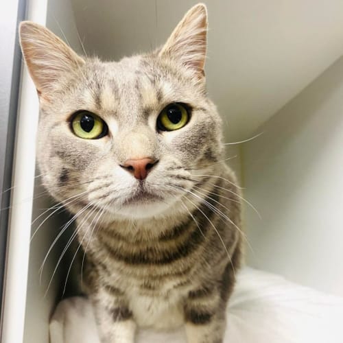 Jasper - Located in Braybrook