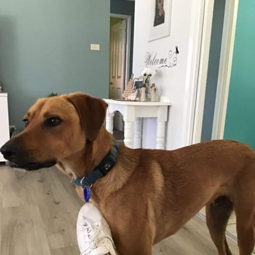 Barney ~ 16mo Kelpie X Ridgeback(On Trial 17/2/22)
