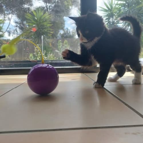 Mr Mega - Located in Greensborough