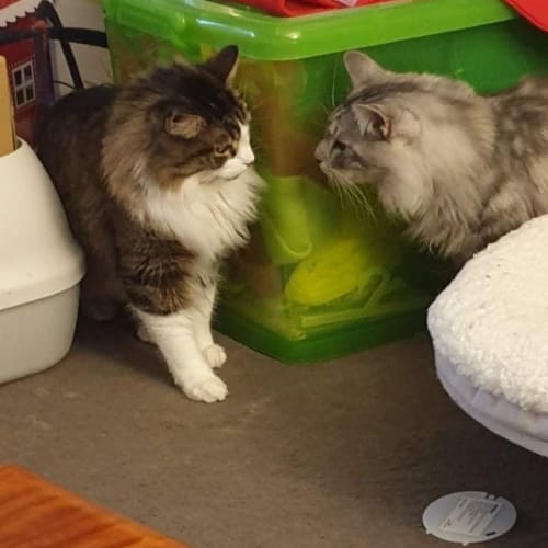 Squash & Claude