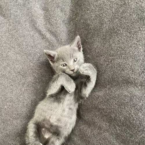 Rex
