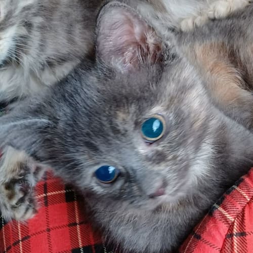 Opal - Special Needs - Blind Female