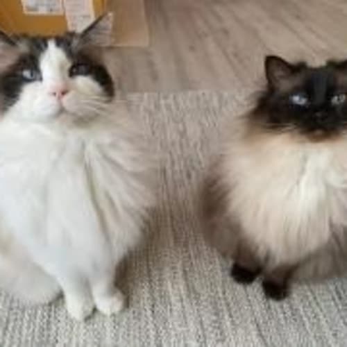 Simba & Coco The Ragdoll Twins