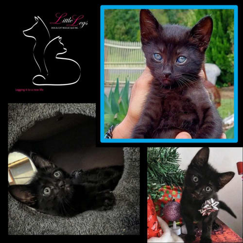 Onyx