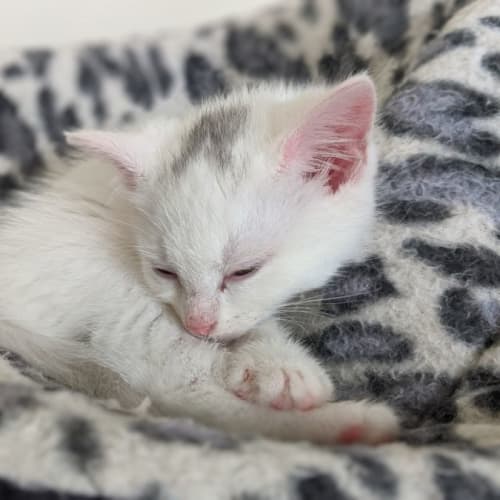 Smudge