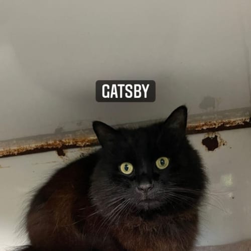 Gatsby